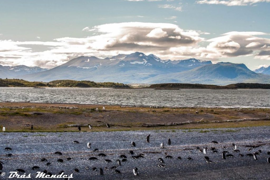 Os pinguins e as cores vistas por Brás Mendes
