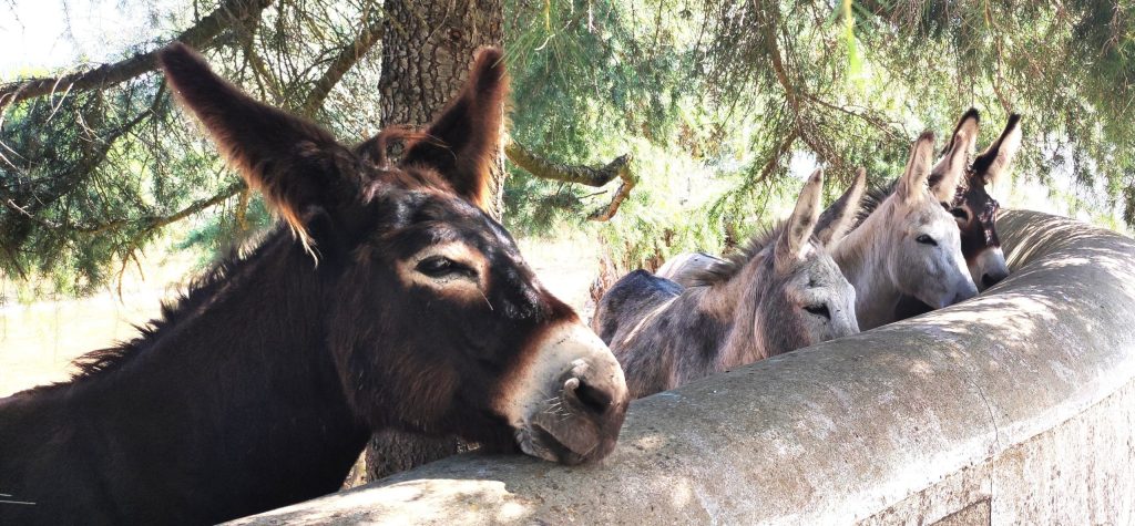 4 burros mansos encontrados no Alto Alentejo