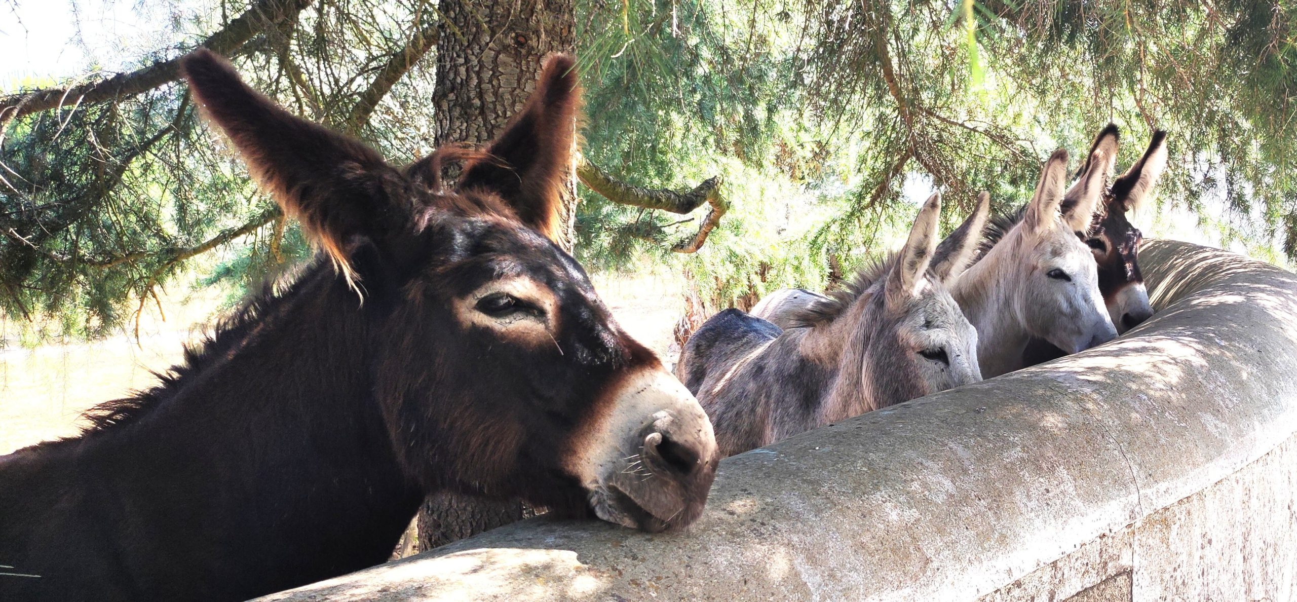 4 burros mansos encontrados no Alto Alentejo