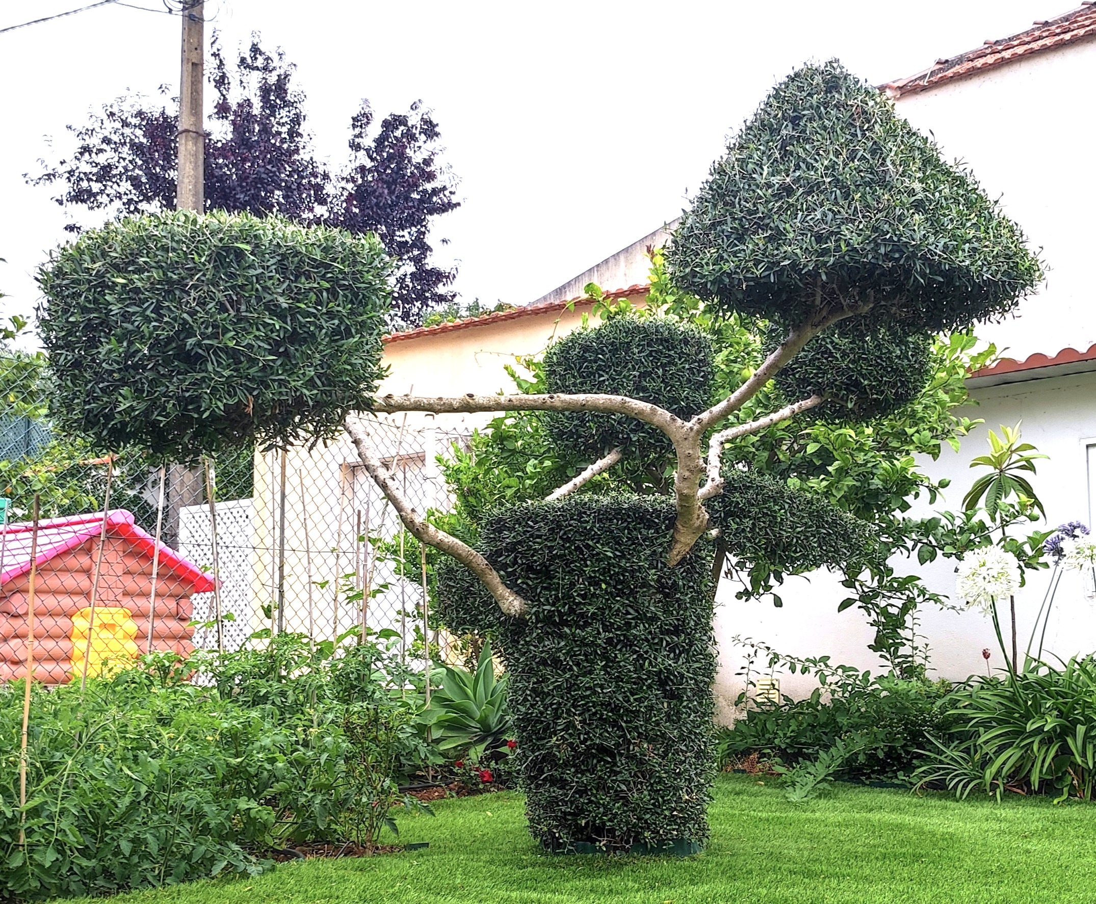 Zambujo podado em arte topiária num jardim residencial